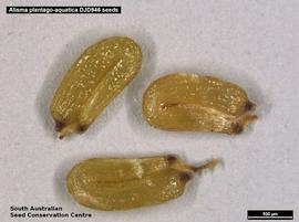   Seeds:   Alisma plantago-aquatica ; Photo by South Australian Seed Conservation Centre, used with permission 
